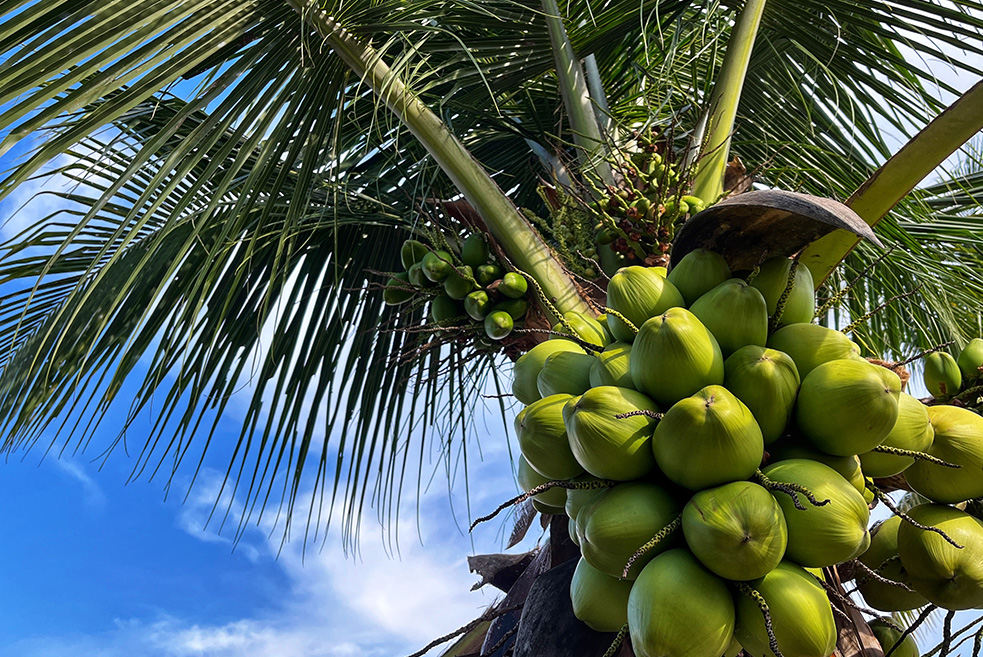 dried coconut Kenya