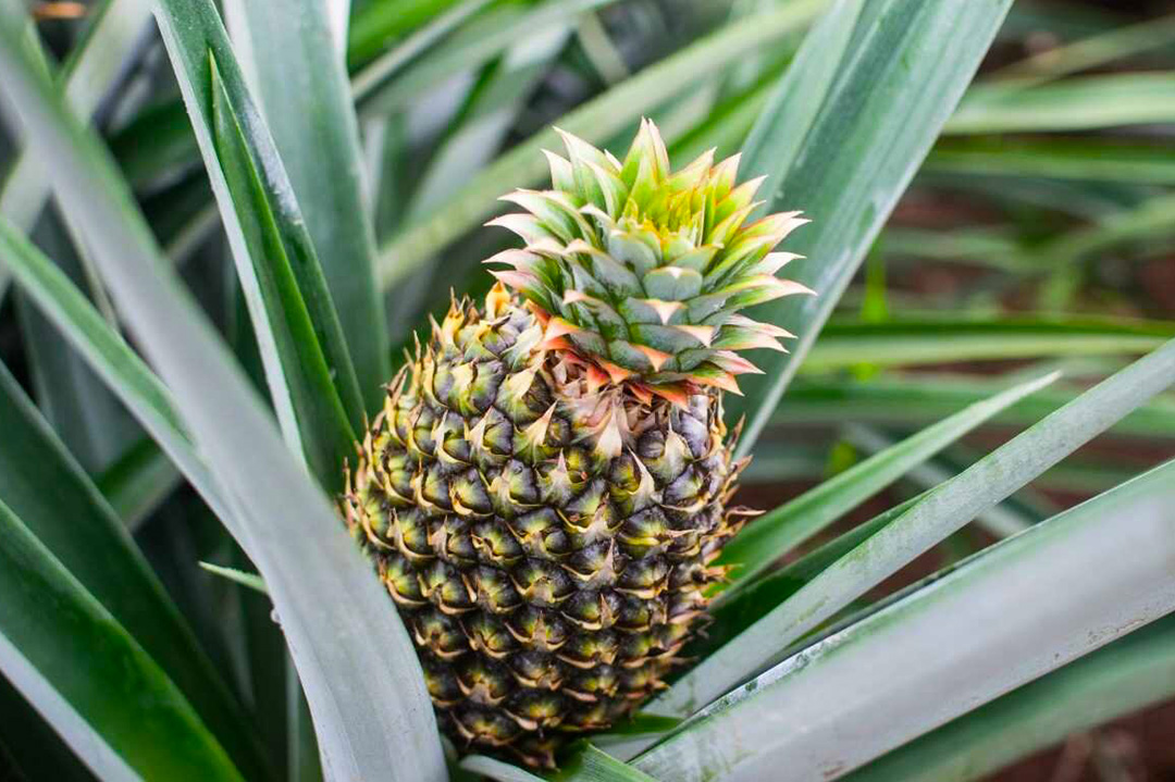 dried pineapple kenya