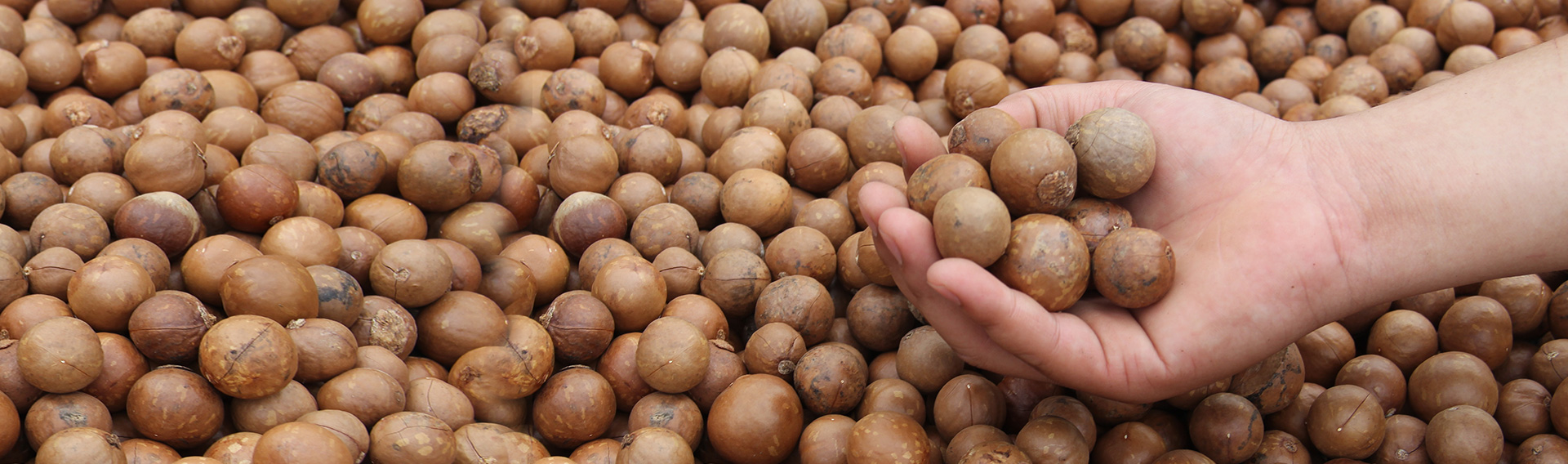 macadamia nuts bulk order